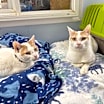 Thumbnail photo of TANGO #2