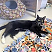 Thumbnail photo of Huckleberry #1
