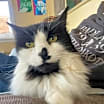 Thumbnail photo of Noel #1