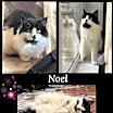 Thumbnail photo of Noel #3