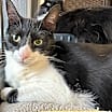 Thumbnail photo of Oscar #2