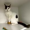 Thumbnail photo of Sienna (Fee Waived) #1