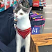 Thumbnail photo of Sienna (Fee Waived) #2