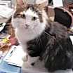 Thumbnail photo of KeeKee #1