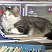 Thumbnail photo of KeeKee #2