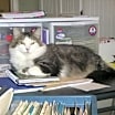 Thumbnail photo of KeeKee #3