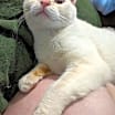 Thumbnail photo of Mau #1