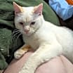 Thumbnail photo of Mau #2