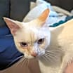 Thumbnail photo of Mau #3