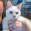 Thumbnail photo of Mau #4