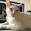 Thumbnail photo of Fulton #4