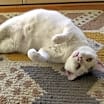 Thumbnail photo of Lucky #2