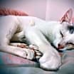 Thumbnail photo of Lucky #4
