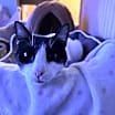 Thumbnail photo of Comet #2