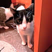 Thumbnail photo of Comet #3