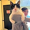 Thumbnail photo of Comet #4