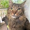 Thumbnail photo of Lily #1