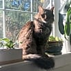 Thumbnail photo of Lily #2