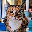 Thumbnail photo of Kitty #1