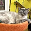 Thumbnail photo of Otis #4