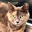 Thumbnail photo of Sassy #1
