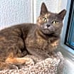 Thumbnail photo of Sassy #2