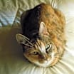 Thumbnail photo of Kitty #2