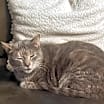 Thumbnail photo of Priss #1