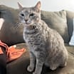 Thumbnail photo of Priss #2