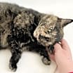 Thumbnail photo of Ginger #1