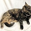 Thumbnail photo of Ginger #2