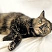 Thumbnail photo of Ginger #3
