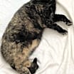 Thumbnail photo of Ginger #4