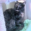 Thumbnail photo of Moki #3
