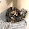 Thumbnail photo of Moki #2