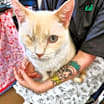 Thumbnail photo of Oda #2
