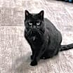Thumbnail photo of Elsie/LC @ The Cat's Brew #3