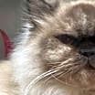 Thumbnail photo of Pichu #1