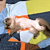 Thumbnail photo of Pichu #2