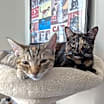 Thumbnail photo of Tortina & Louise #3
