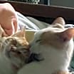 Thumbnail photo of Jesse (& Jerry) bonded *FEE WAIVED* #3
