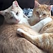 Thumbnail photo of Jesse (& Jerry) bonded *FEE WAIVED* #4