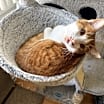 Thumbnail photo of Milo #1