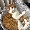 Thumbnail photo of Milo #3