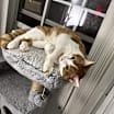 Thumbnail photo of Milo #4