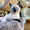 Thumbnail photo of Mozart #1