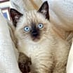 Thumbnail photo of Mozart #2