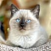 Thumbnail photo of Mozart #3