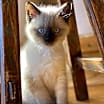 Thumbnail photo of Mozart #4