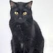 Thumbnail photo of Rhoda #1